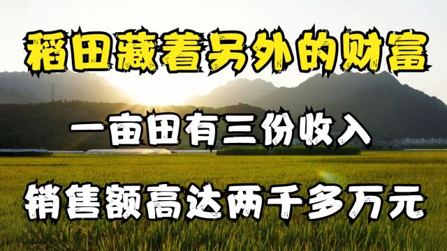 稻田藏着另外的财富,一亩田有三份收入,销售额高达两千多万元