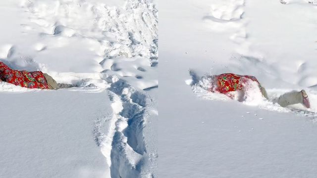 南方小金豆勇闯哈尔滨,自创狗刨式雪泳火力全开,东北人看傻眼!