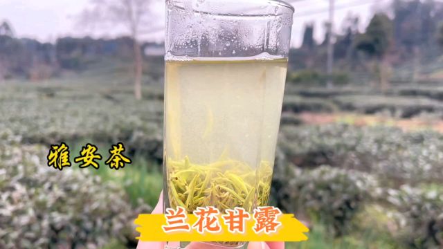 比蒙顶甘露性价比更高的茶叶,叫兰花甘露,来自雅安蒙顶山的好茶