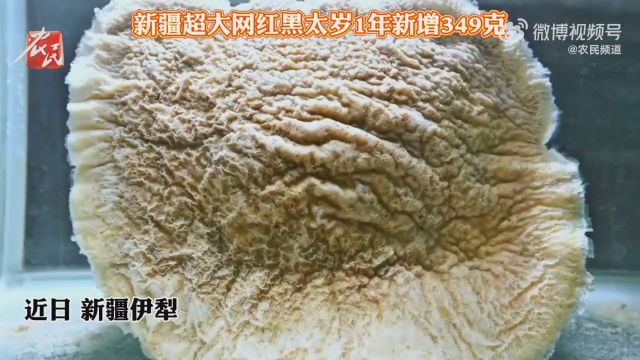 新疆超大黑太岁1年新增349克