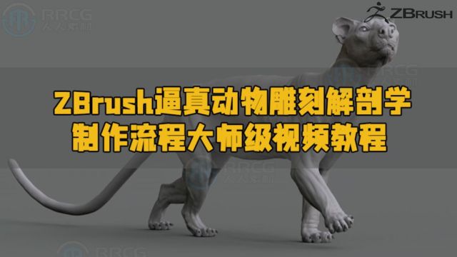 ZBrush逼真动物雕刻解剖学制作流程大师级视频教程 RRCG