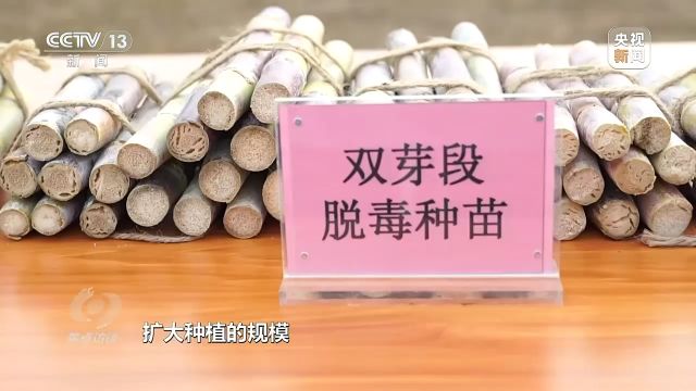 焦点访谈|牢记总书记嘱托 种业振兴食物丰