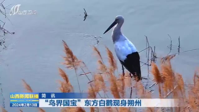 “鸟界国宝”东方白鹳现身山西朔州