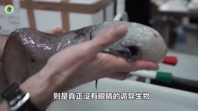 动物界的“无脸怪”,没有眼睛却凶猛无比,称霸“黑暗世界”!#海洋生物#鱼#野生动物 1