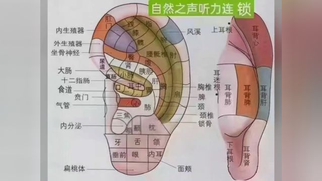 一学就会的耳部按摩法!第一:揉耳垂,健脑养颜;第二:按压耳朵养五脏;第三:揉耳朵外缘,强健四肢;第四:掐耳朵三角区,滋阴