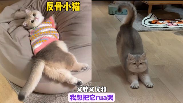 猫咪人里人气的趴懒人沙发睡觉,网友:我就是这么趴着玩手机的