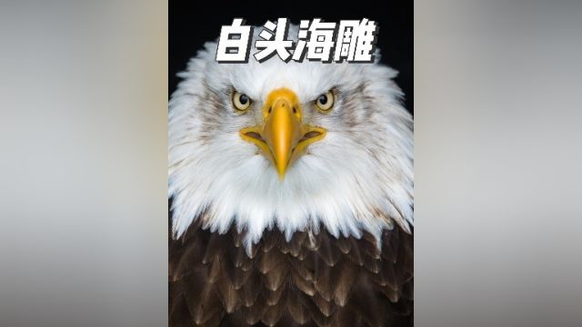 白头海雕其实挺沙雕,美国的国鸟!