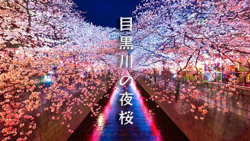 桜縁旅行：日本映像図鑑 目黒川の夜桜