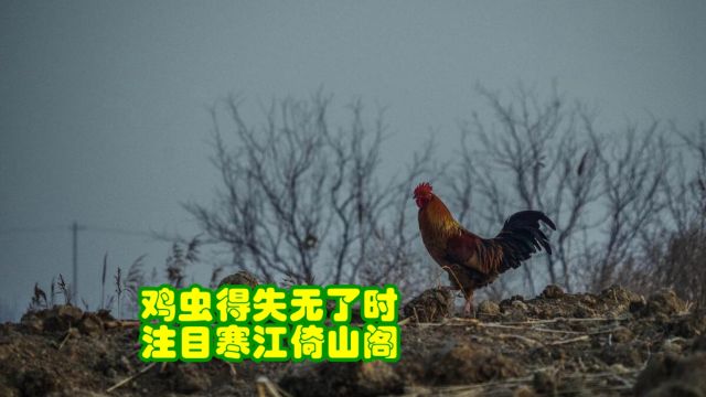 品鉴唐诗 鸡虫得失无了时 注目寒江倚山阁 杜甫《缚鸡行》