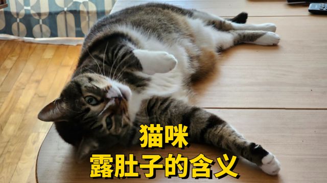 猫咪露肚子的含义,不养猫的还真不知道!