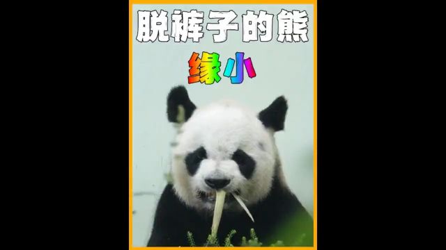 被人扒了裤子的大熊猫万物皆有灵性动物的迷惑行为动物成精国宝熊猫