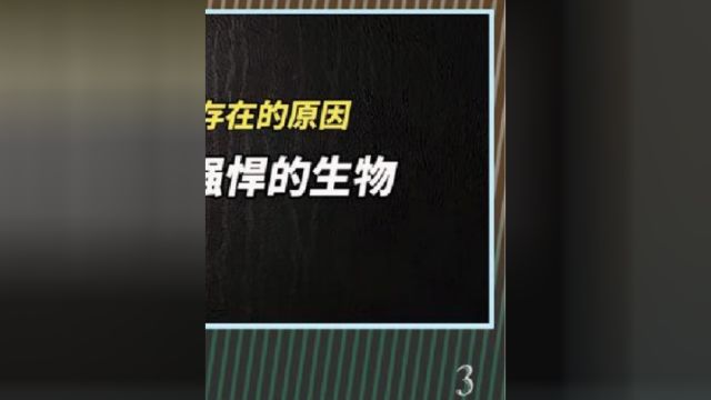 巨齿鲨真的灭绝了吗?巨齿鲨可能存在的10个原因