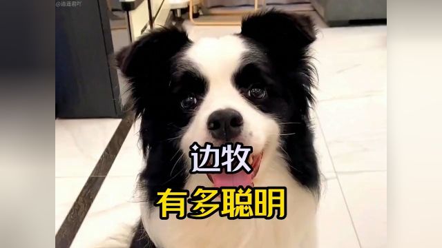 边牧有多聪明?众所周知,边牧是边牧,狗是狗. 上