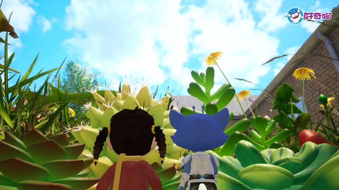 这个像蹦床一样的居然是多肉植物?