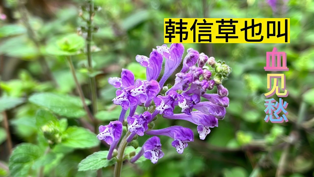 韩信草也叫"血见愁",原来还有这样的故事,您可知道?