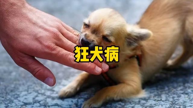 狂犬病为什么这么厉害?有没有救活的?