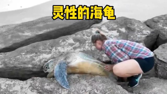 你知道海龟是海洋里最有灵性的生物吗