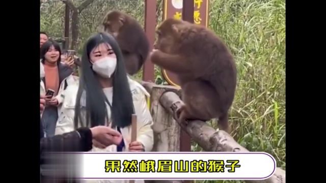 果然峨眉山的猴子,必须要有编制的人才能管