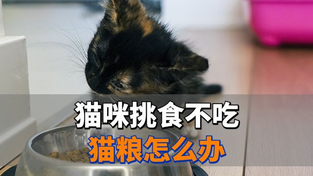 猫咪挑食不吃猫粮怎么办?可以试试这几个方法