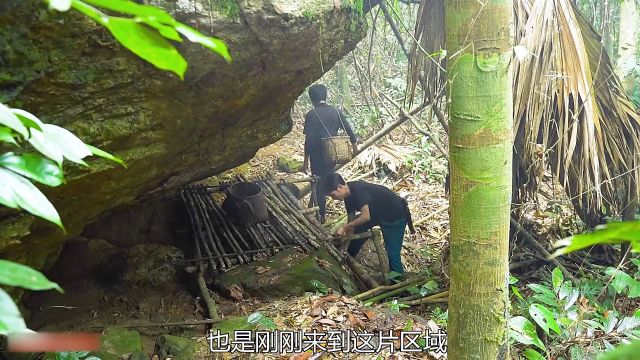 荒野中偶遇求生同行的同时又捕获到超多的野生林鸟 2