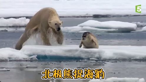 北极熊捕捉海豹