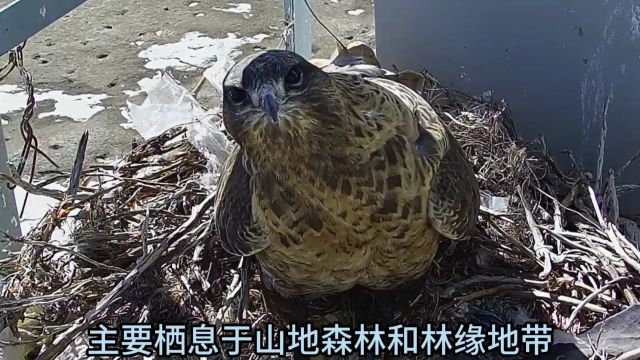 甘肃盐池湾拍到猛禽普通鵟珍贵影像