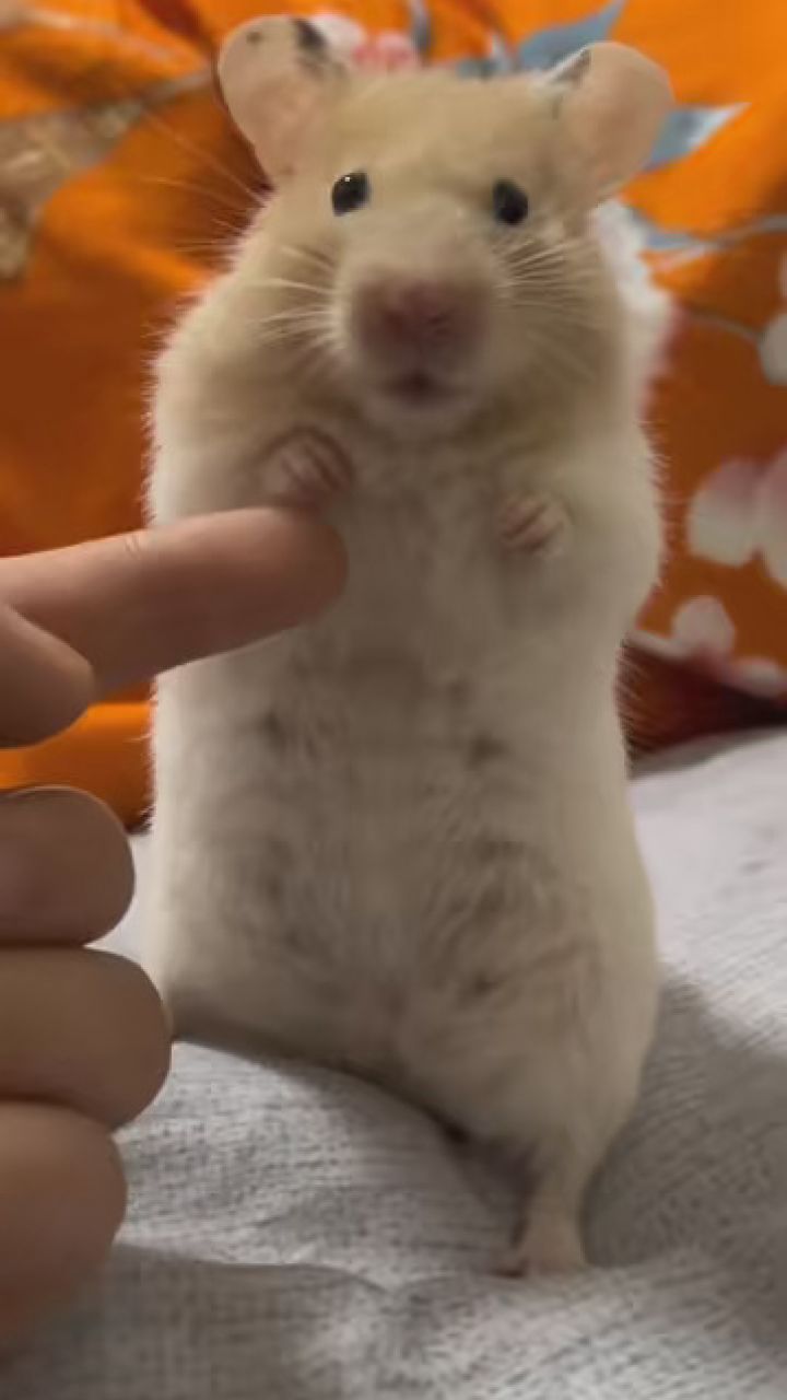 遭到了土豆的嫌弃 #金丝熊日常 #金丝熊仓鼠 #艾特你想艾特的人