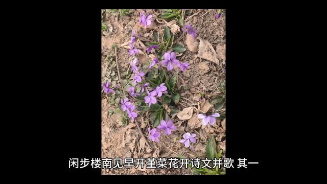 闲步楼南见早开堇菜花开诗文并歌