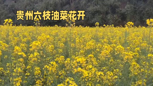 贵州六枝:油菜花开春意浓