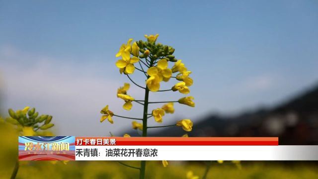 禾青镇:油菜花开春意浓