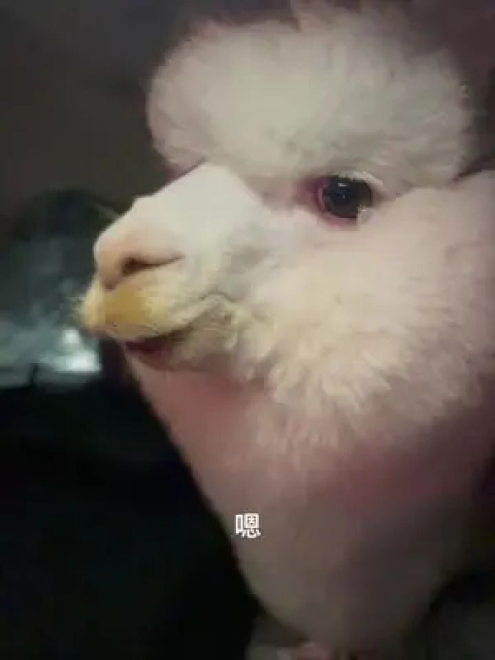 羊驼饿了就会一直哼哼唧唧#羊驼