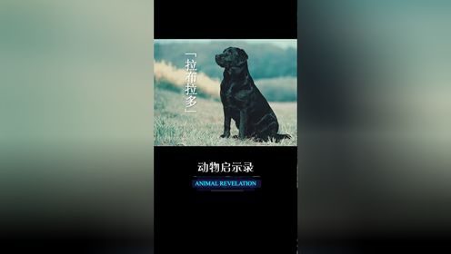 《动物启示录》可怜天下父母心,父爱如山总在背后默默付出02