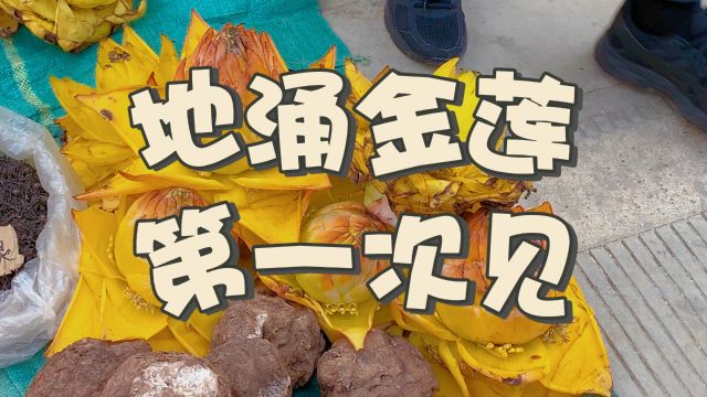 地涌金莲我是第一次见,相信北方人好少有见过的,可以吃可以摆放半年以上