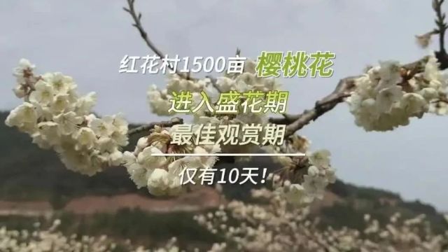 花事播报|红花村1500亩樱桃花进入盛花期,最佳观赏期仅有10天!