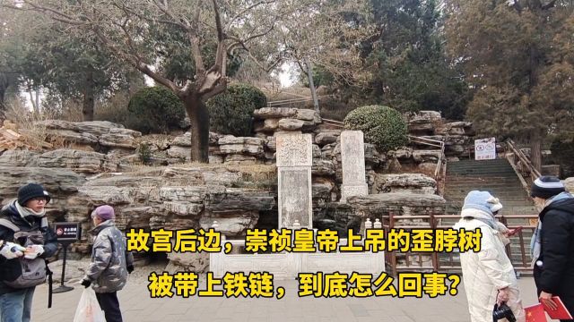 北京故宫后面,崇祯皇帝自缢处的歪脖树,被带上锁链,怎么回事?