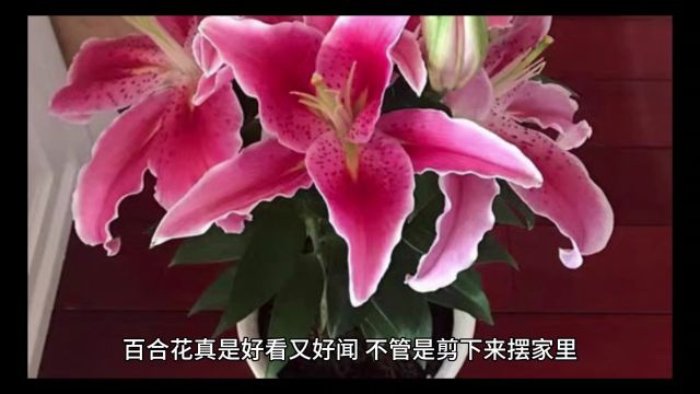 百合花的特征有哪些,为何如此受追捧?