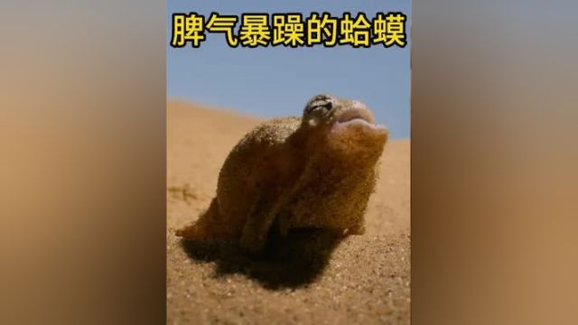 生活在沙漠里的雨蛙 体型不大 脾气爆炸! 沙漠雨蛙 动物科普 动物世界