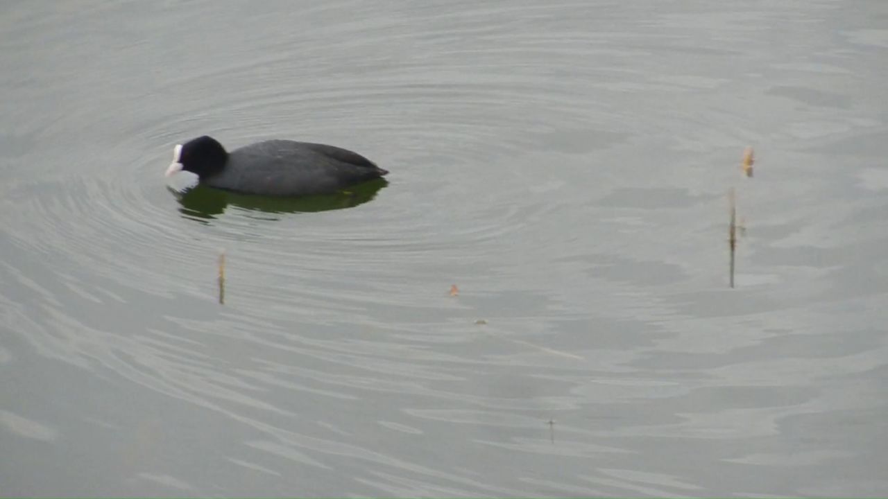 华山湖公园悠闲的白骨顶鸡