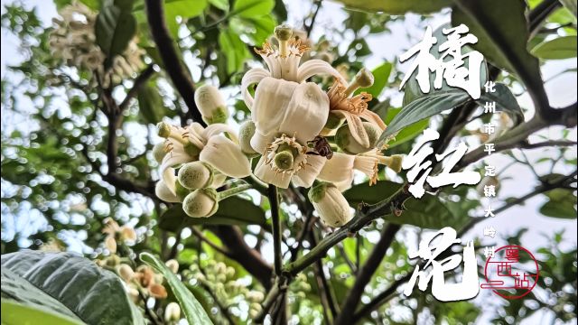 化州橘红的春日约定,花开遍野满眼来,一路飘香惹人醉