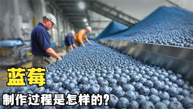 被誉为浆果之王的蓝莓,竟然是长在地上的?它是如何被生产出的?