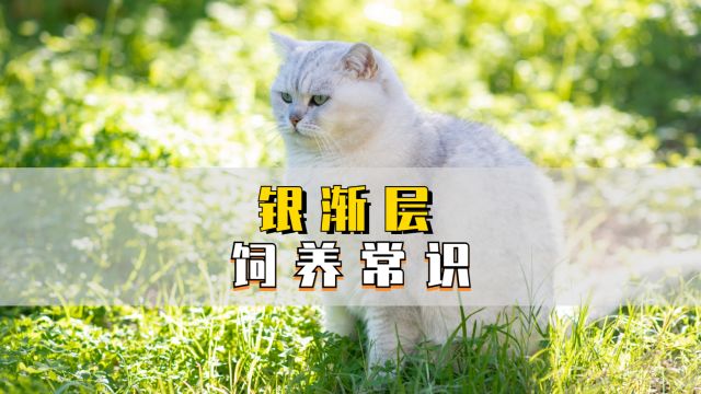 银渐层,有哪些日常饲养常识?