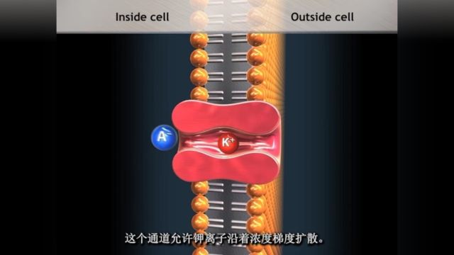 静息电位的产生过程