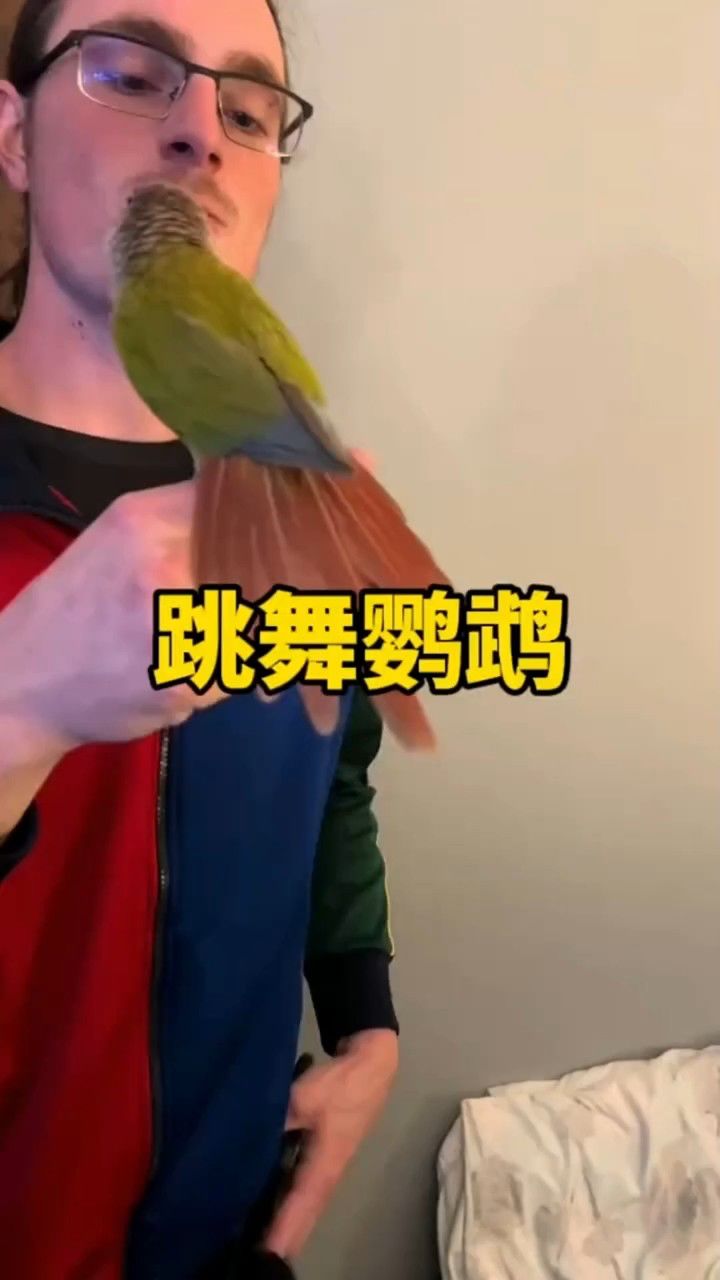 会跳舞的鹦鹉