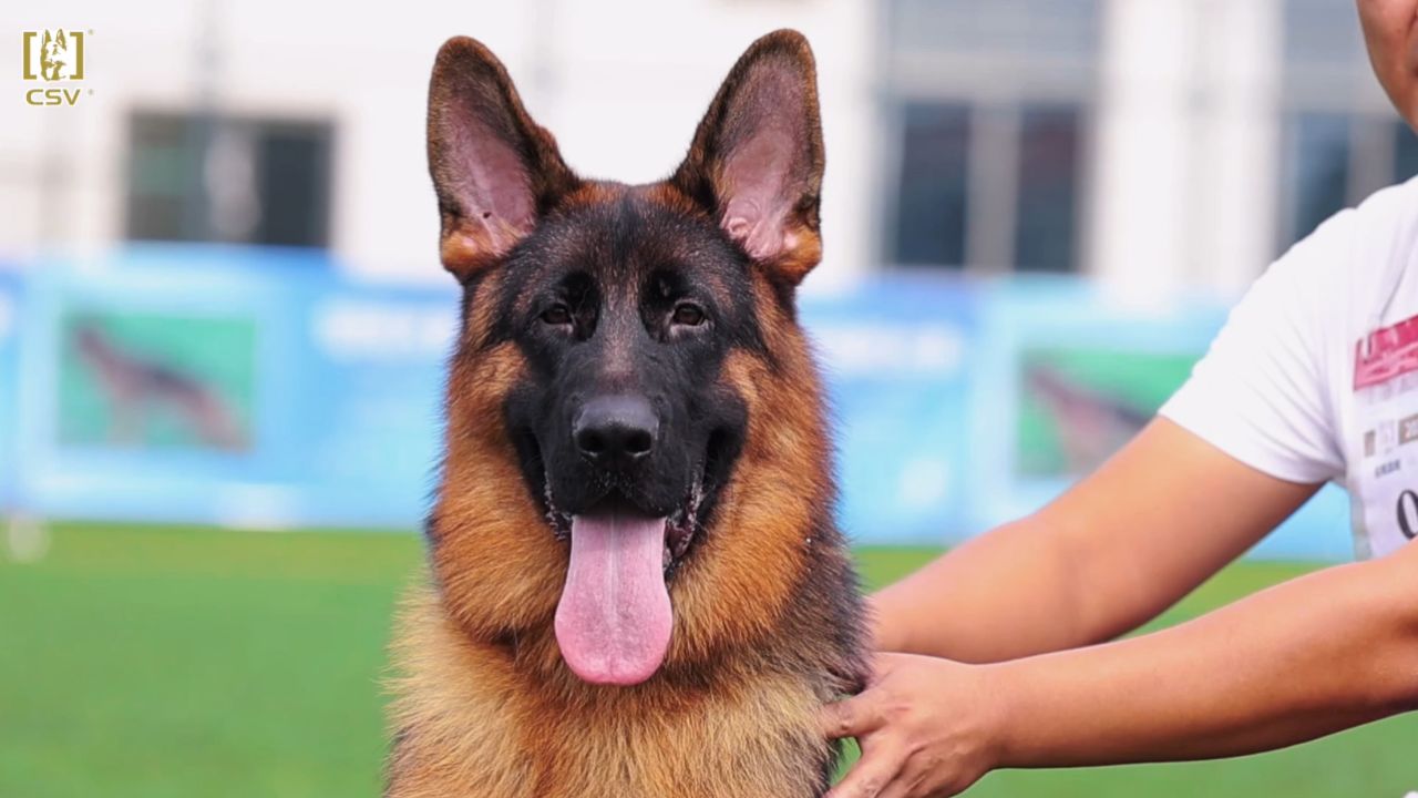 2023年csv德国牧羊犬云南地方展幼小公犬组vv1犬只讲评