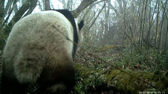 全国野外大熊猫1900只,德阳拥有的数量是……