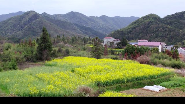 东至美食之清明粿