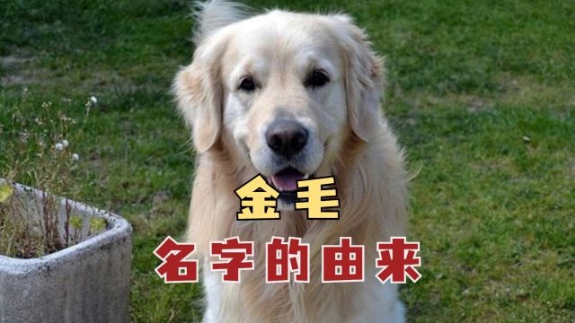 金毛名字的由来,80%的人都不知道?