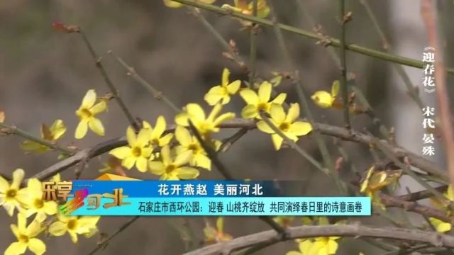 花开燕赵 美丽河北|石家庄市西环公园:迎春 山桃齐绽放 共同演绎春日里的诗意画卷