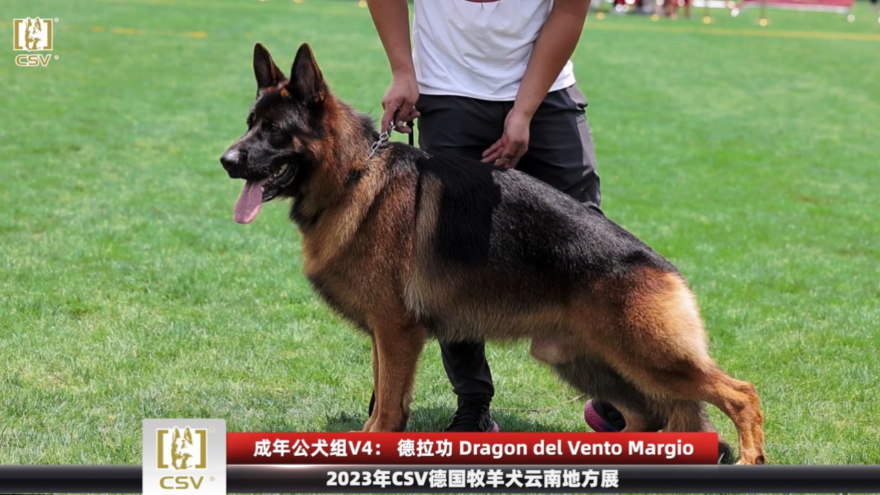 2023年csv德国牧羊犬云南地方展成年公犬组v4犬只讲评