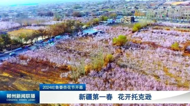 2024吐鲁番杏花节开幕:新疆第一春 花开托克逊